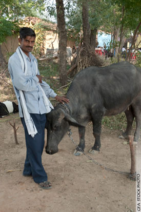 God Uses Dead Cow to Bring Salvation to Entire Family