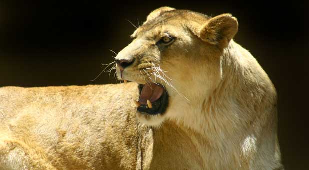 Roaring Female Lion