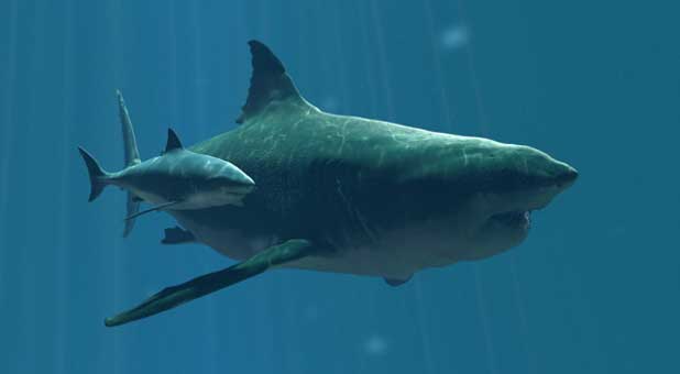 Megalodon shark