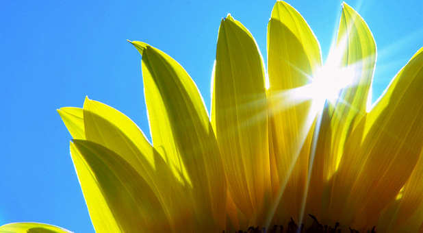Sunlight bursts through sunflower