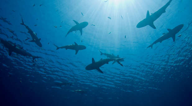 Swimming sharks