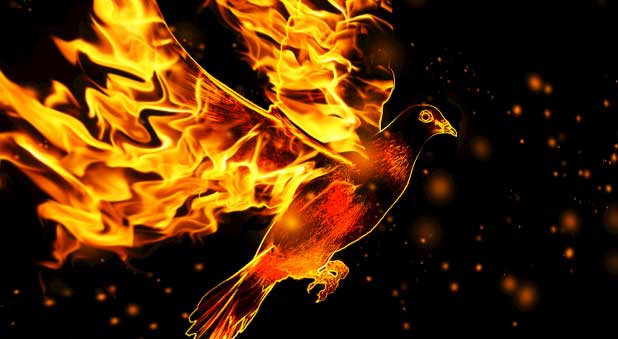 fire and dove