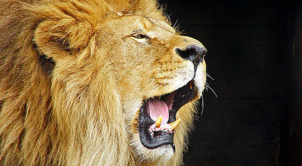 Let the lions roar!