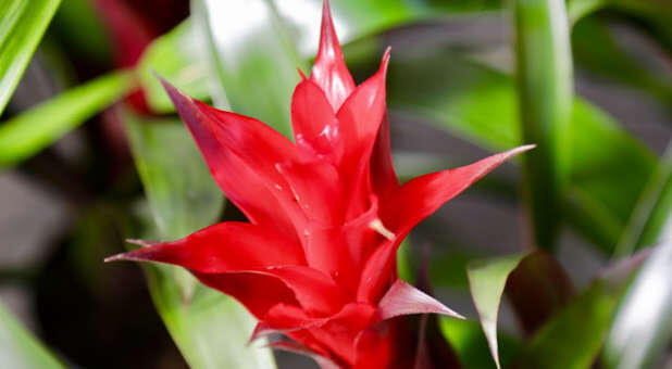 Photo of a red flower