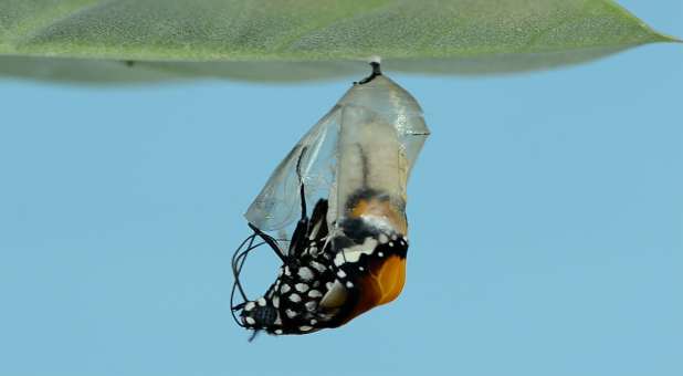Butterfly emerging from chrysalis
