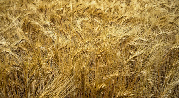 Prophetic Vision: The Lord Says, ‘It’s Harvest Time’