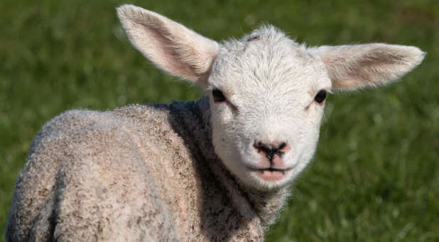 Dr. Michael Brown: Why Are These Lambs So Dangerous?