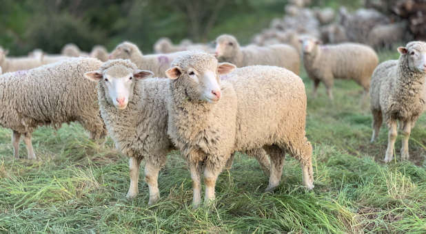 7 Ways True Shepherds Protect the Flock