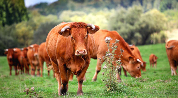 Messianic Rabbi: The Increasing Excitement About the Red Heifers in Israel