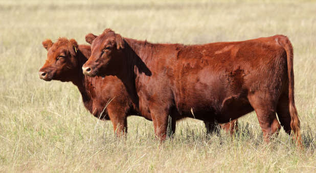 Orthodox Jew: The Miraculous Return of the Red Heifer to Israel